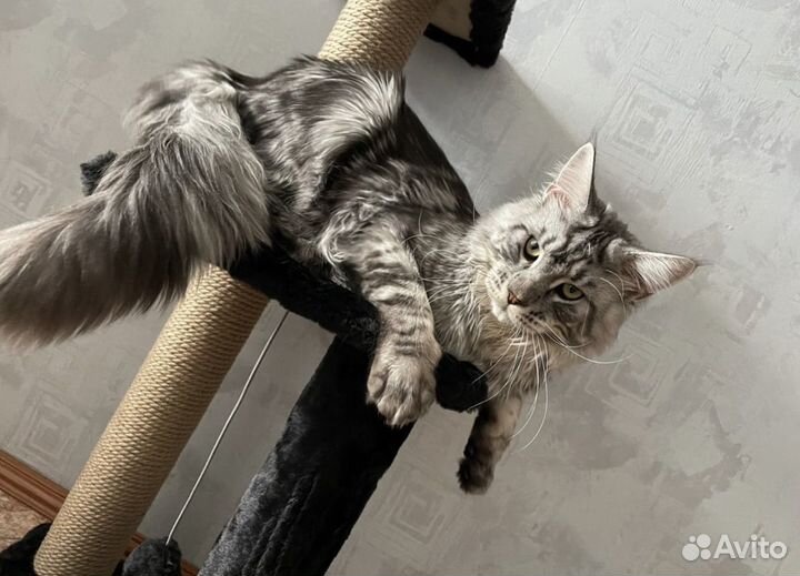 Кот мейн-кун вязка