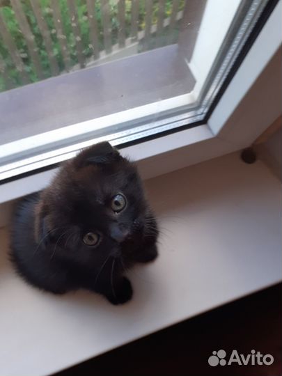 Кошка шотландская