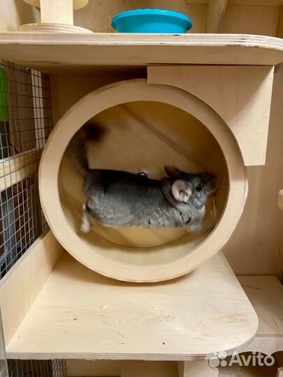 Витрина для шиншиллы дегу вольер клетка