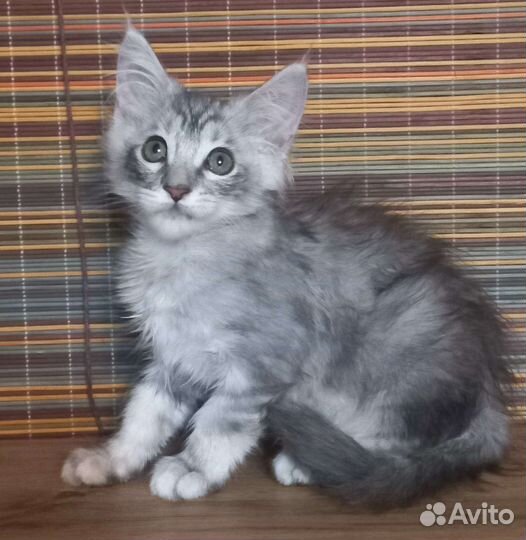 Котята мейн-кун