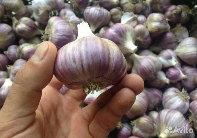 Чеснок Любаша