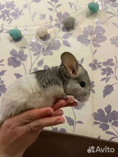 Шиншилла