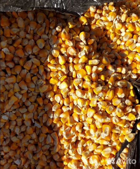 Пшеница яровая, Фуражная пшеница на корм/посев