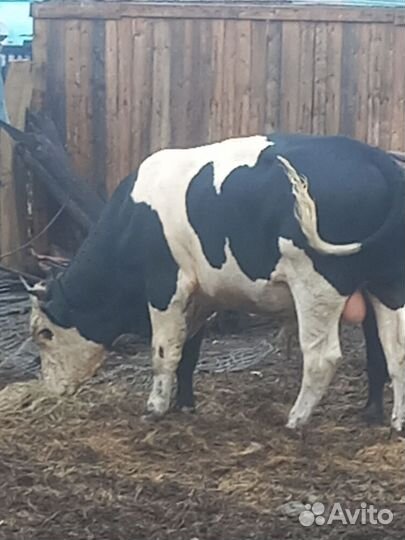 Быки на племя