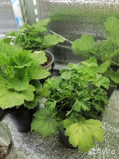 Королевская пеларгония