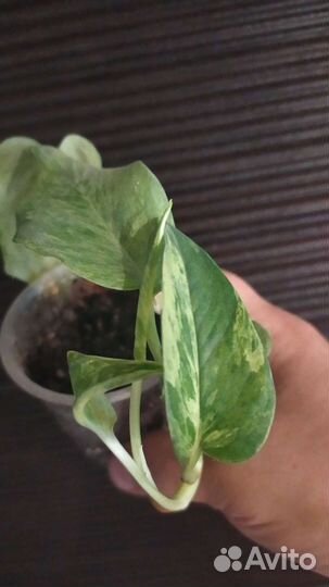 Сциндапсус эпипремнум