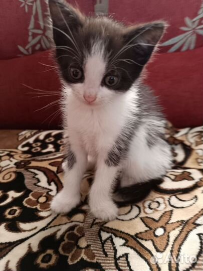 Котята в добрые руки бесплатно