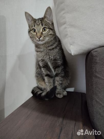 Котик в дар бесплатно