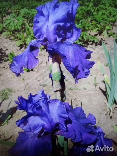 Ирисы бородатые