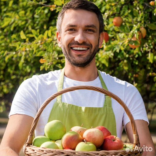 Требуется Сборщик яблок