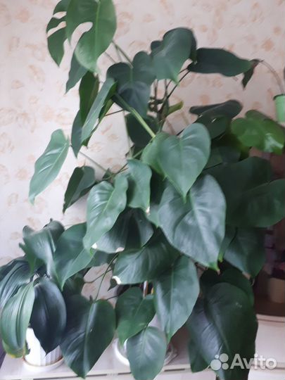 Комнатные цветы монстера