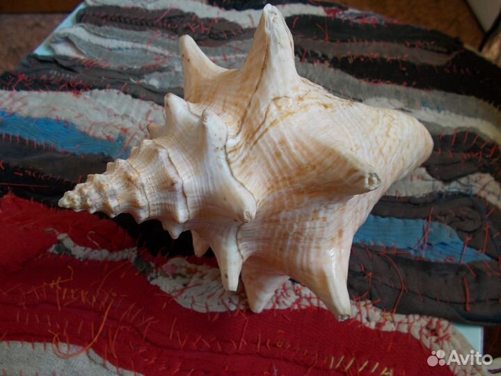 Ракушка большая