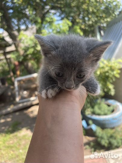 Отдам котят