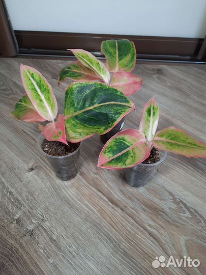 Аглаонема Salomon Fantasy