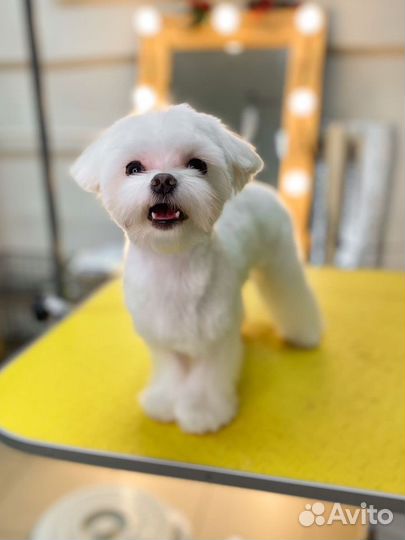 Груминг грумер стрижка собак