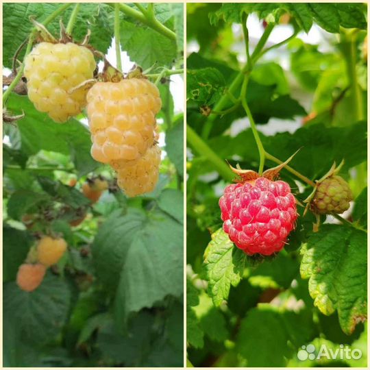 Малина красная и жёлтая