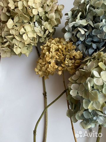 Сухоцветы герберы, целозия, лаванда, гелихризум