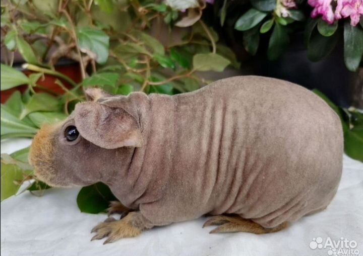 Морская свинка скинни