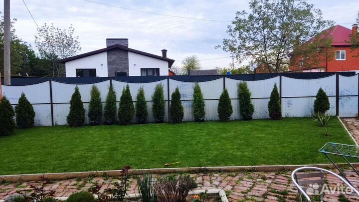 Саженцы туи оптом в розницу