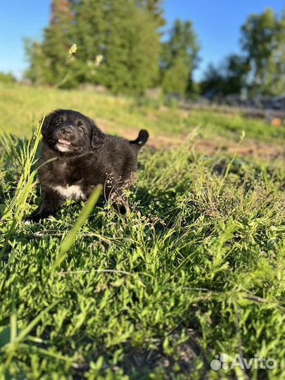 Щенки дворняжки бесплатно