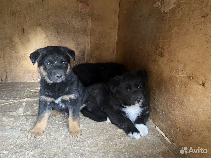Собака в добрые руки щенок