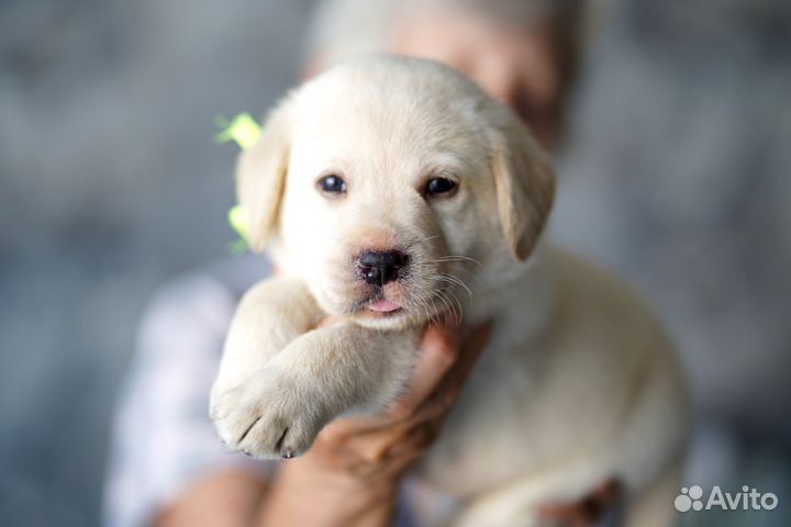 Щенки лабрадора