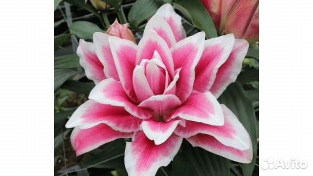 Лилии луковицы