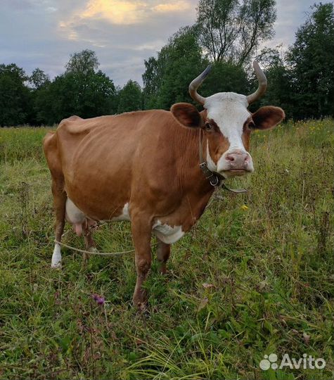 Продам коров