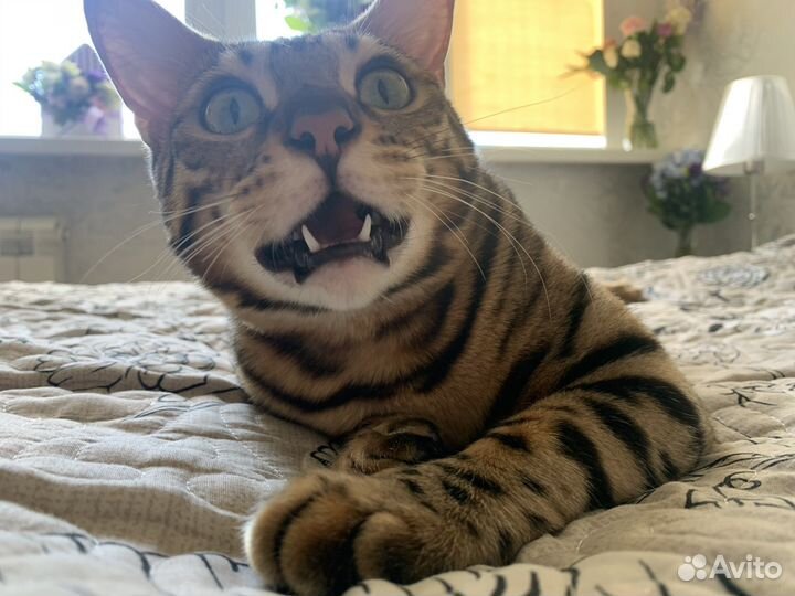 Бенгальский кот взрослый в наказание (не в дар)