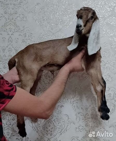 Козочки нубийские