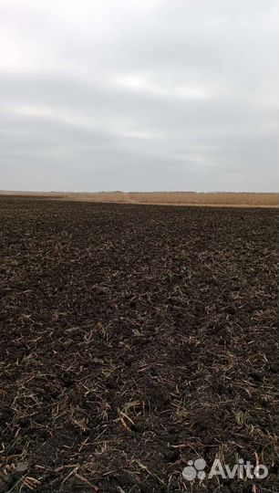 Пашем, дискуем