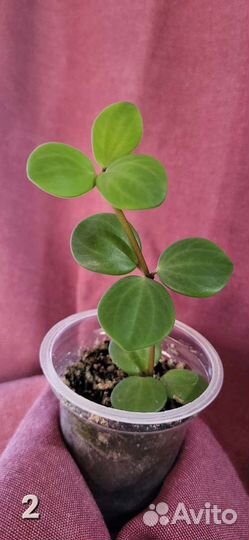 Пеперомия Хоуп