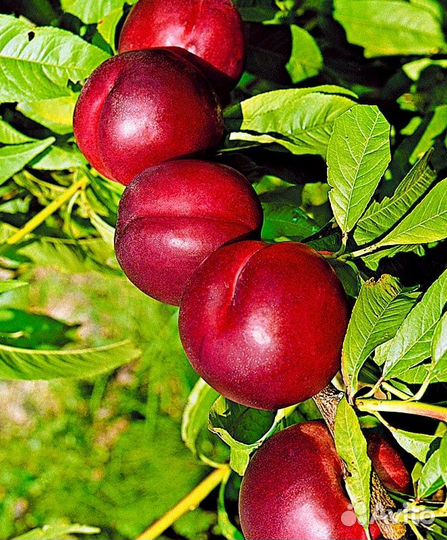 Слива красная саженцы