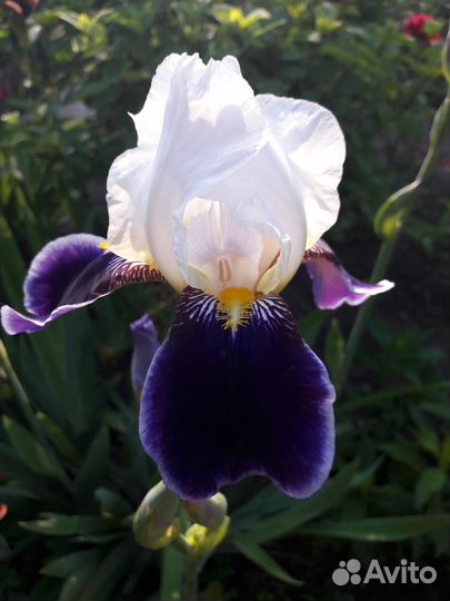 Многолетники садовые