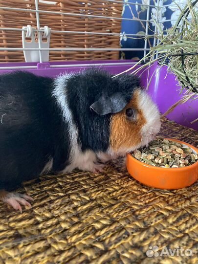 Морская свинка с клеткой