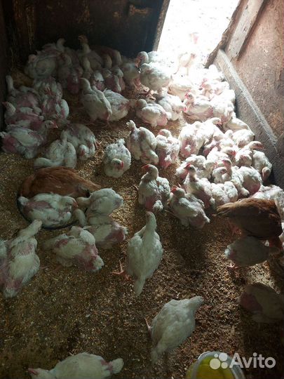 Бройлер домашний