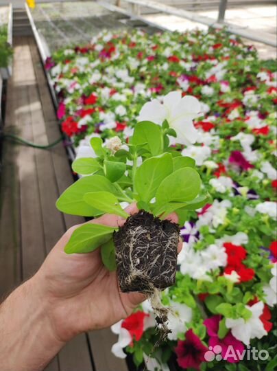 Рассада однолетних цветы