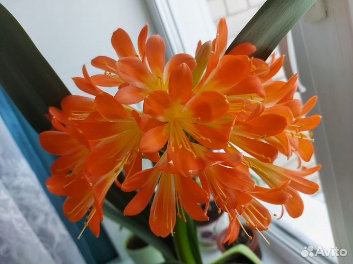 Гибискус, хойя, кливия и другие комнатные цветы