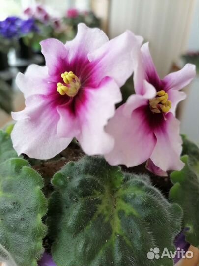 Сортовые фиалки