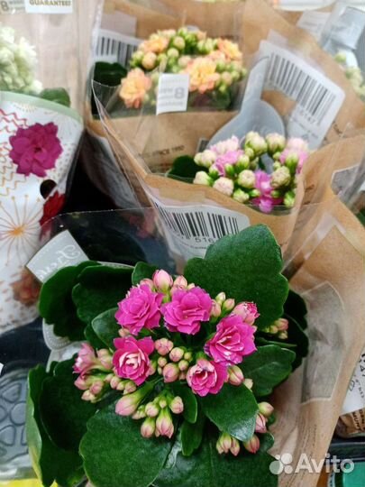 Гортензия бесконечное лето