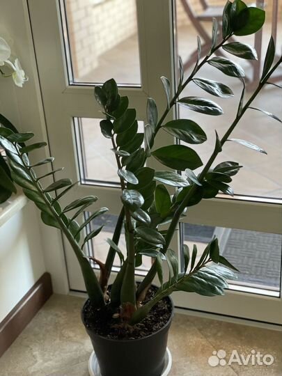 Замиокулькас