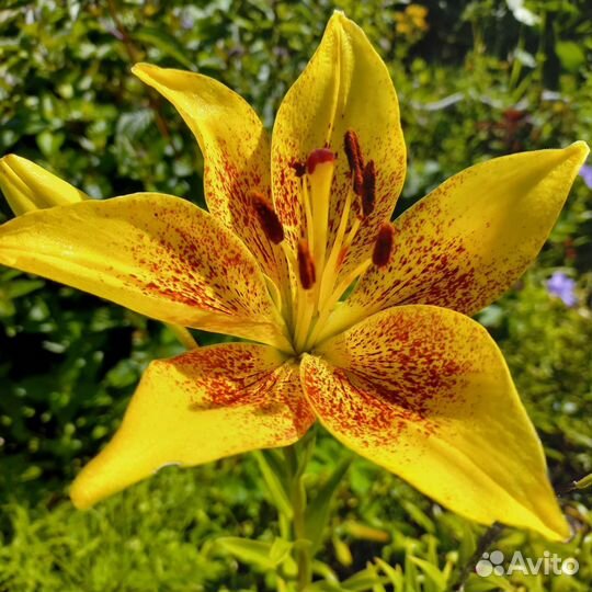 Лилейники и луковицы лилий