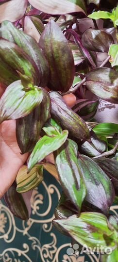 Комнатные растения. Традесканция