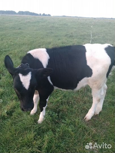 Телочка 4 месяца