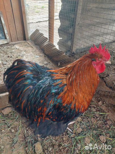 Петух Орпингтон