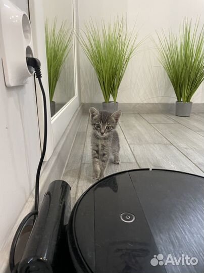 Котик в добрые руки