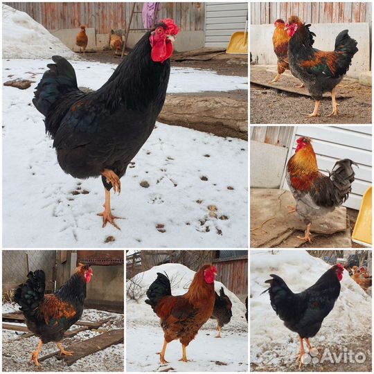 Русская хохлатая, петухи