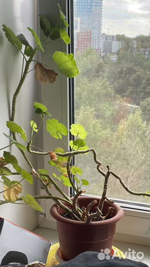 Герань пеларгония