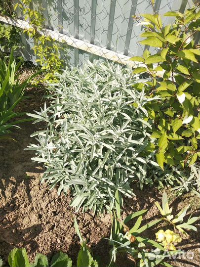 Ромашка, примула,полынь дек, вербена