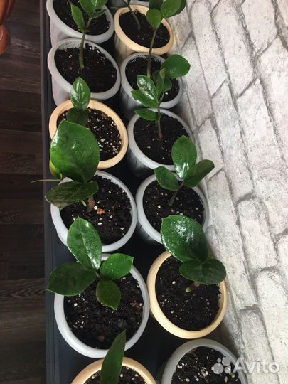 Замиокулькас